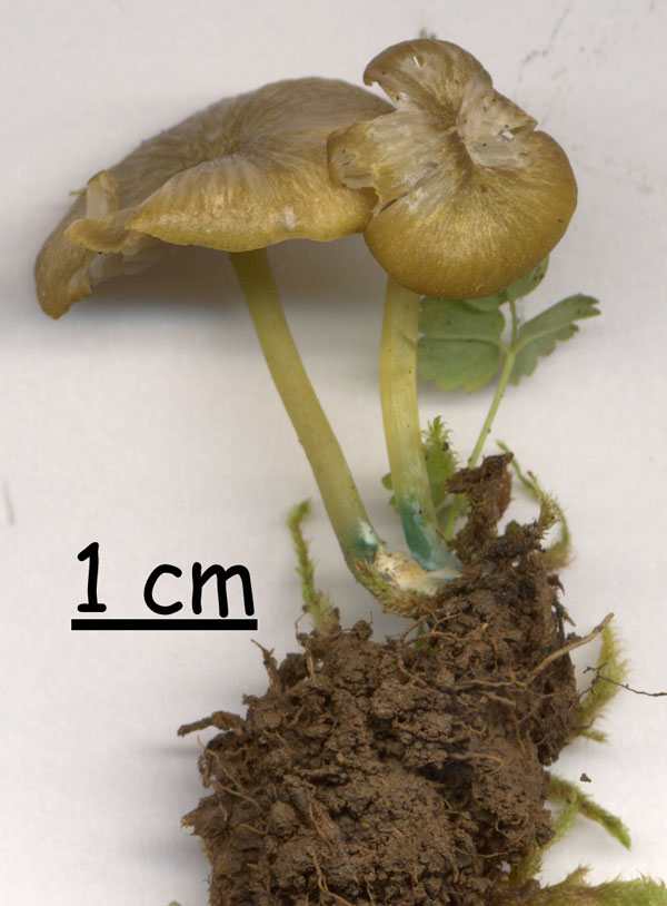 Entoloma incanum